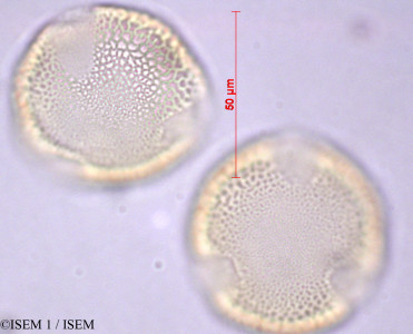ISEM 1/Laurentia_longiflora_28903/Laurentia_longiflora_28903_0001(copy)_thumb.jpg